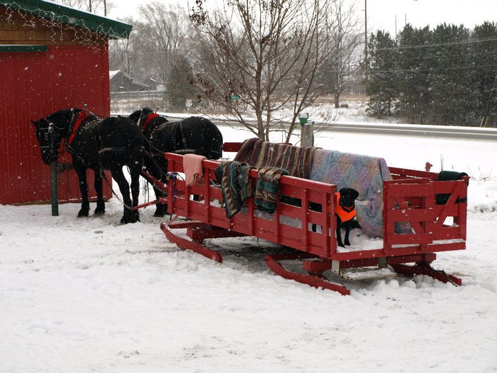 Horse Drawn Sleigh Rides and Hay Rides3