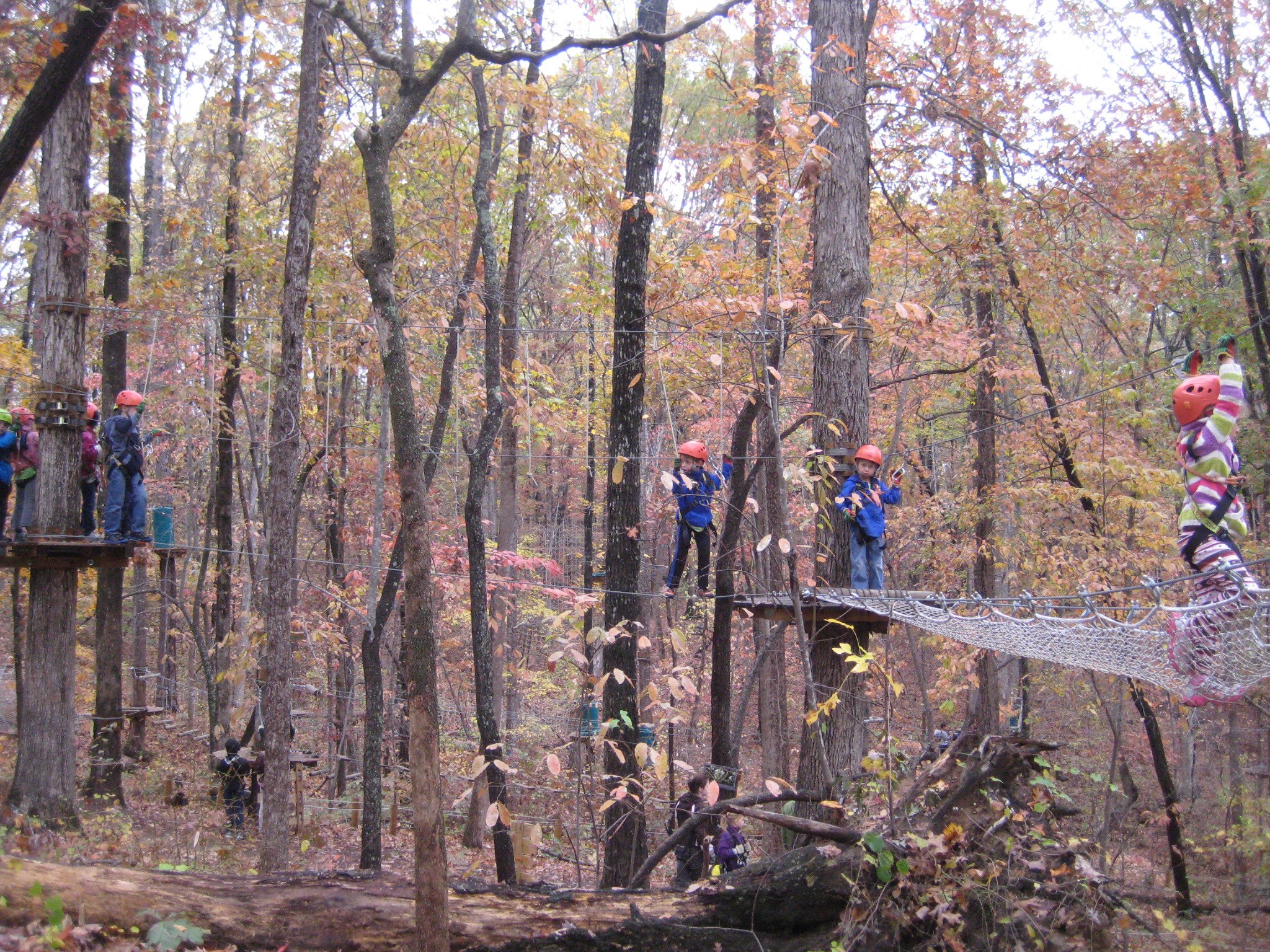Treetop Quest5