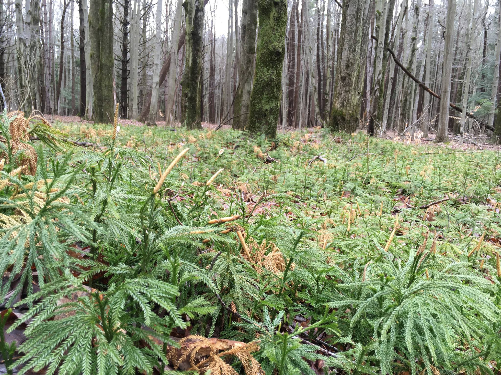 Wau-Ke-Na, William Erby Smith Preserve3