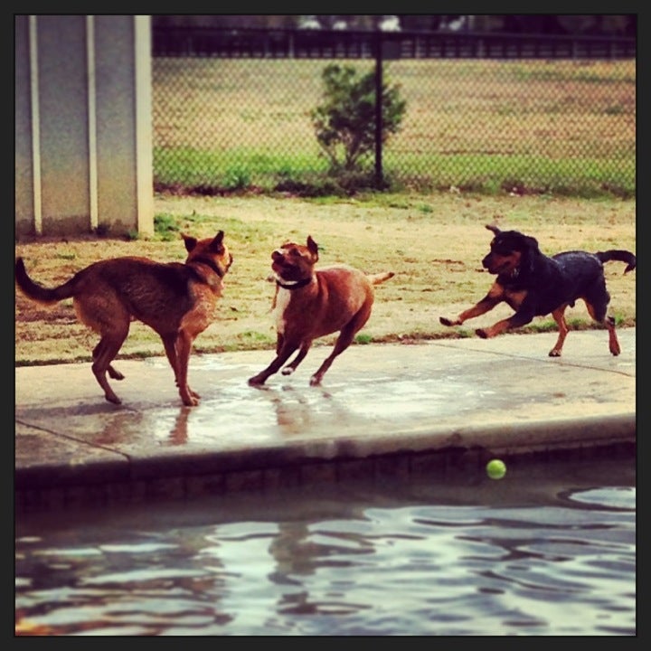 Aiken Dog Park10