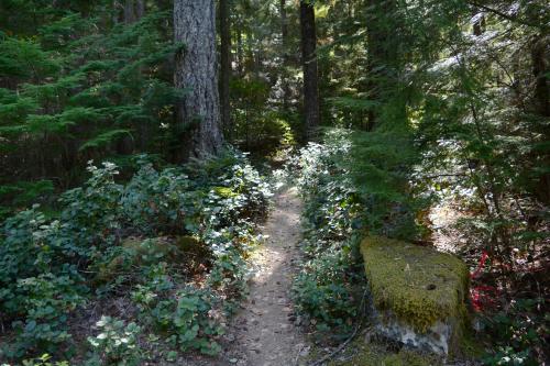 Olallie Ridge Loop 2