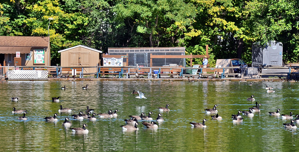 Webster Pond6