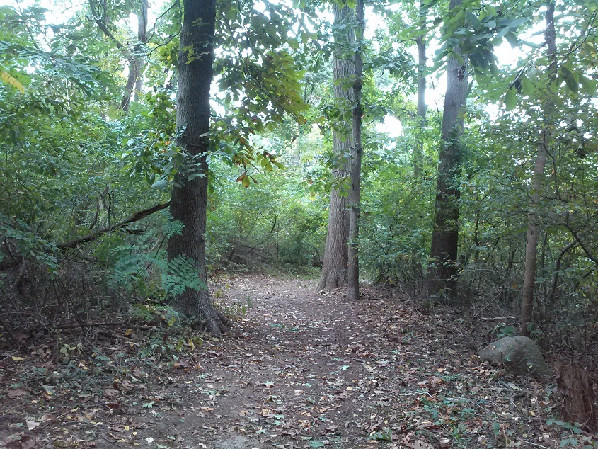 new-woodland.jpg