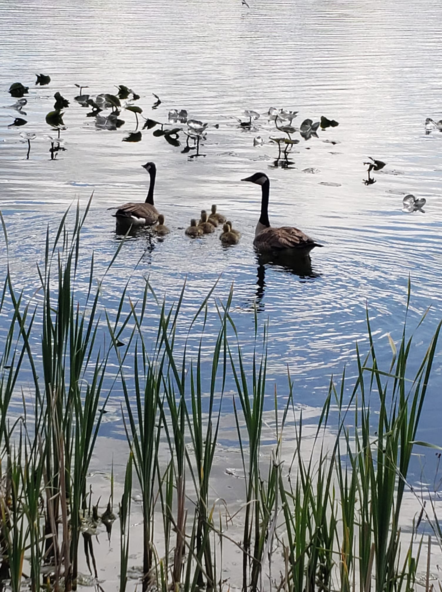 Bixler Lake Ducks.jpg