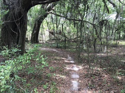 San Felasco Hammock Preserve State Park 1