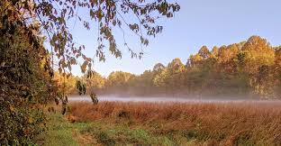 American Chestnut Land Trust- North Trail morning