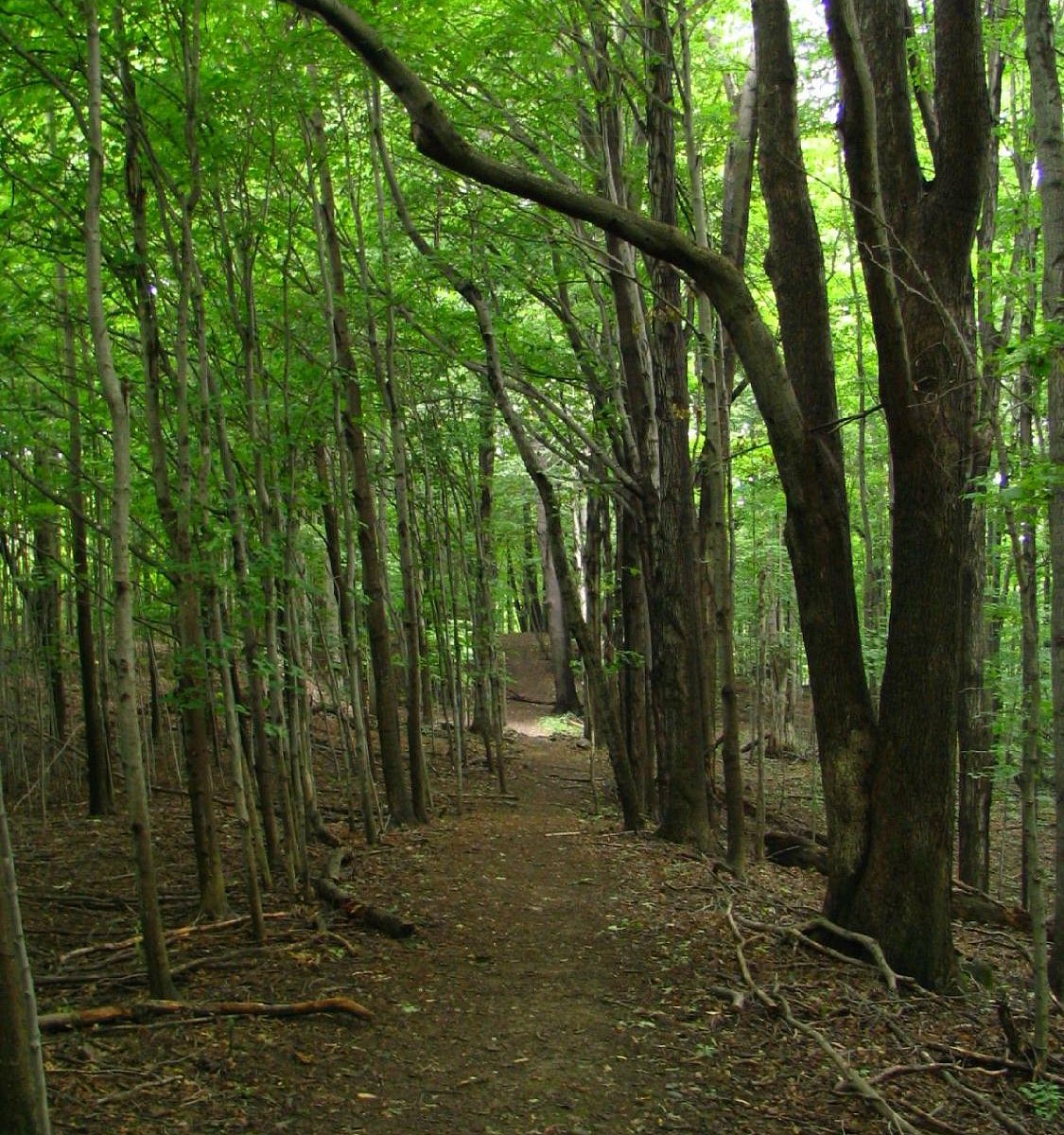 Baltimore Woods Nature Center 4