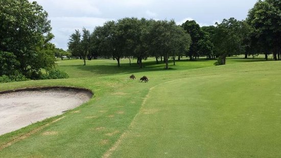 Greynolds Golf Course