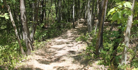 Rhett Walters Memorial Mountain Bike Trail 3