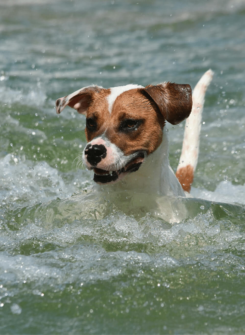 Aiken Dog Park