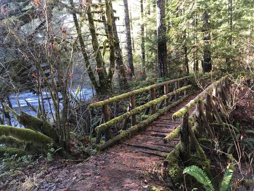Middle Fork Willamette Trail 3