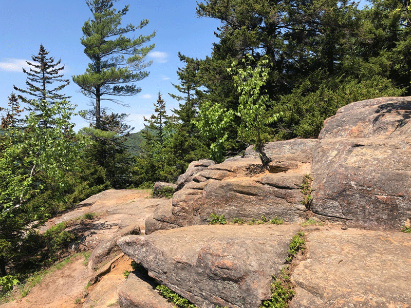 Balm of Gilead Mountain 2