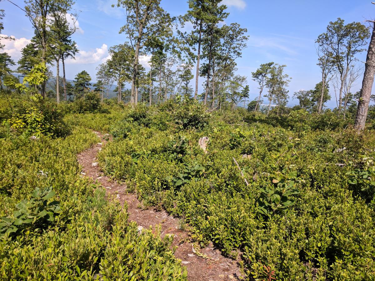 Sacred Rides Michaux12
