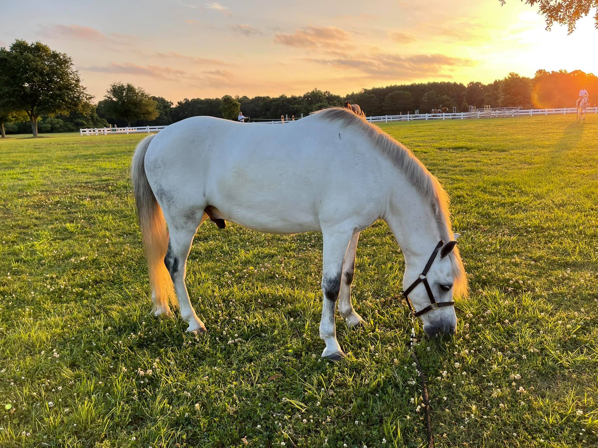 Mullet Hall Equestrian Center6