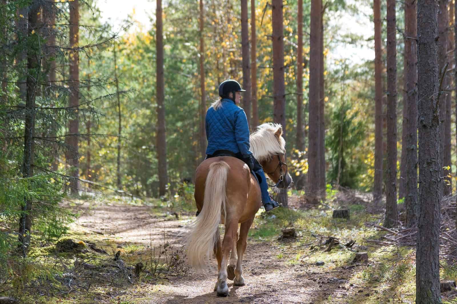 Equestrian 4