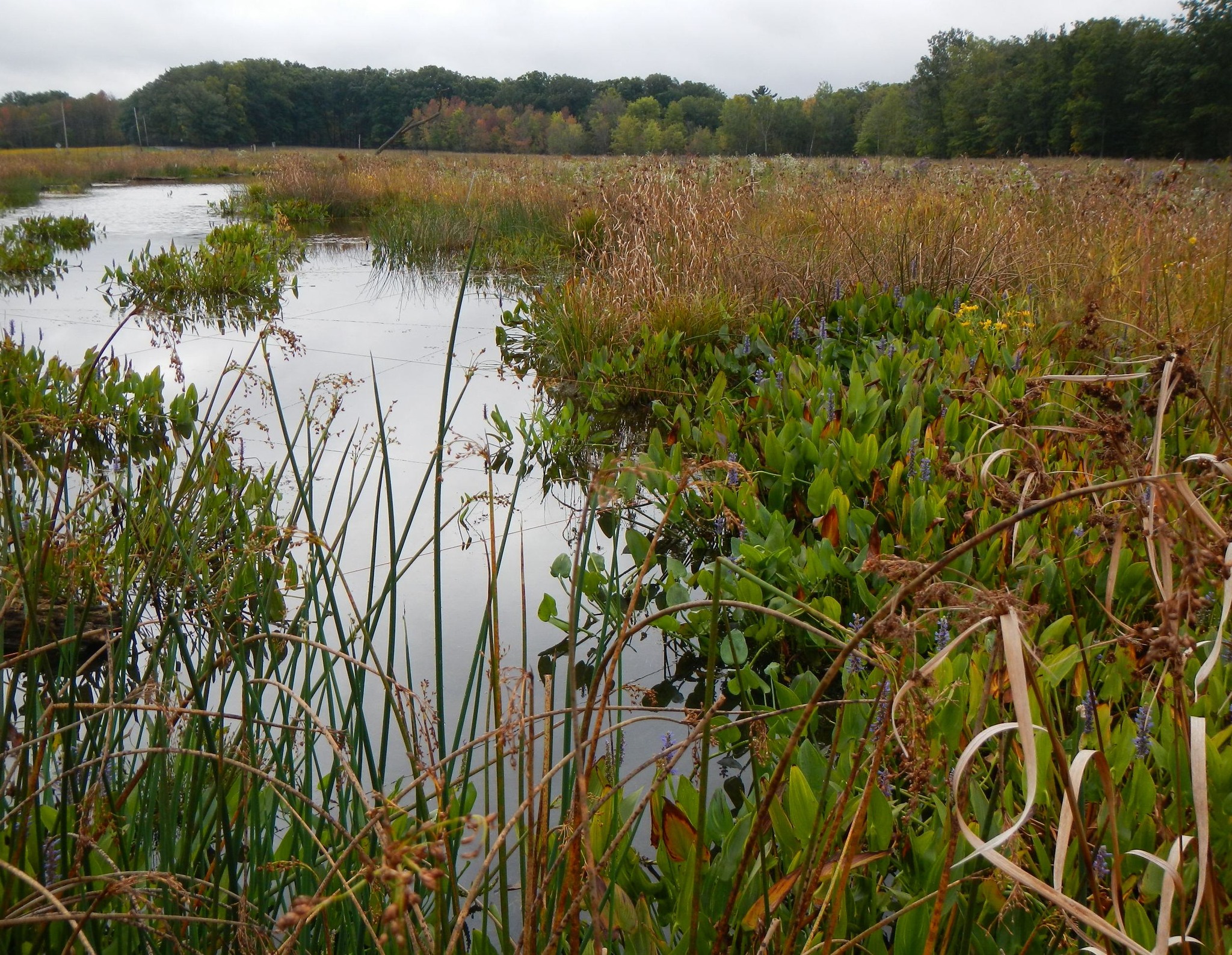 cvnp 3.jpeg