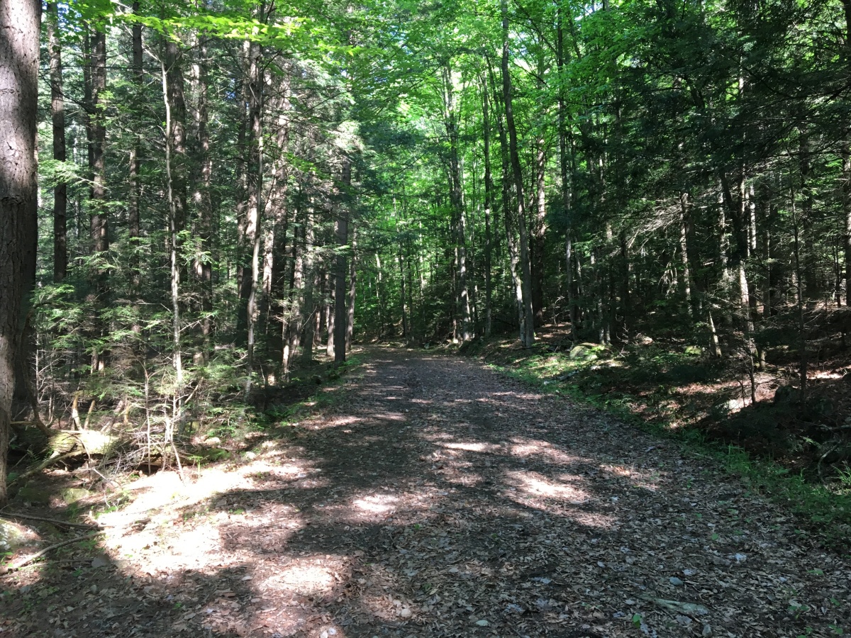 Ben Wood Mountain 2