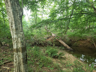 Little Cedar Creek Campground2