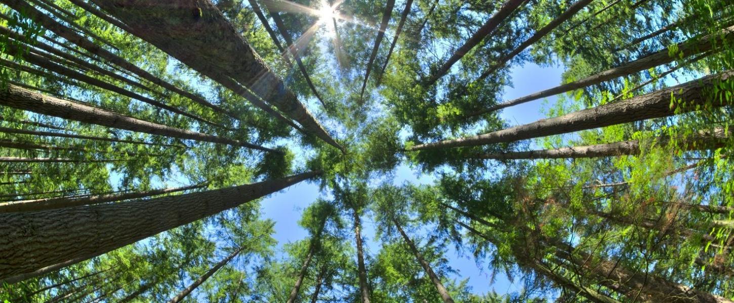 San Felasco Hammock Preserve State Park 3