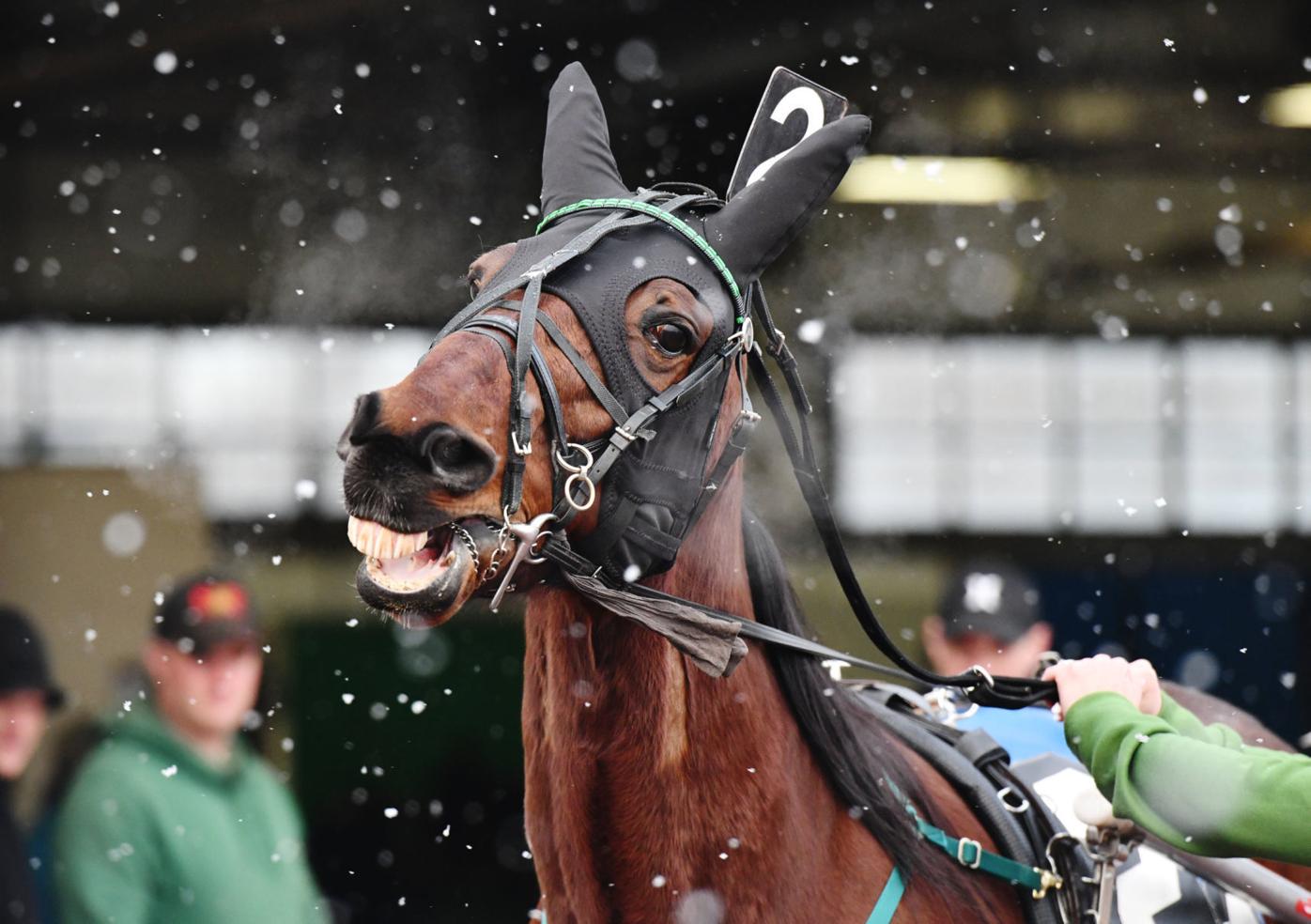 Downs at Mohegan Sun Pocono Harness Racing 5