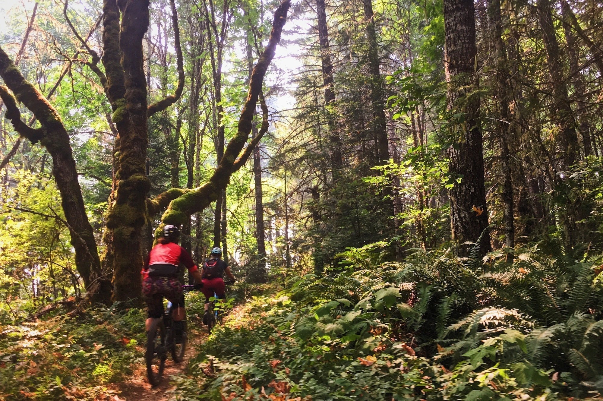 Alpine Trail3