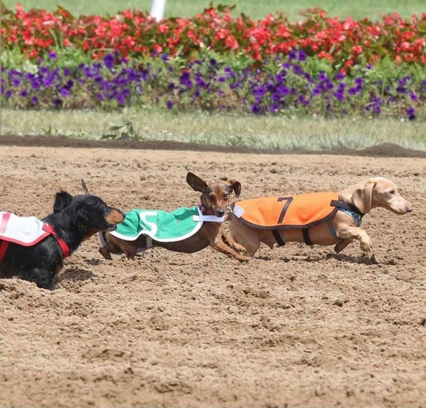 Indiana Grand Racing and Casino2