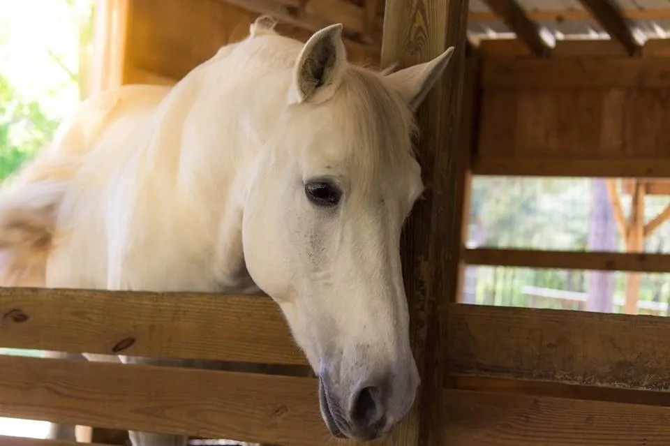 Almost Heaven Stables6