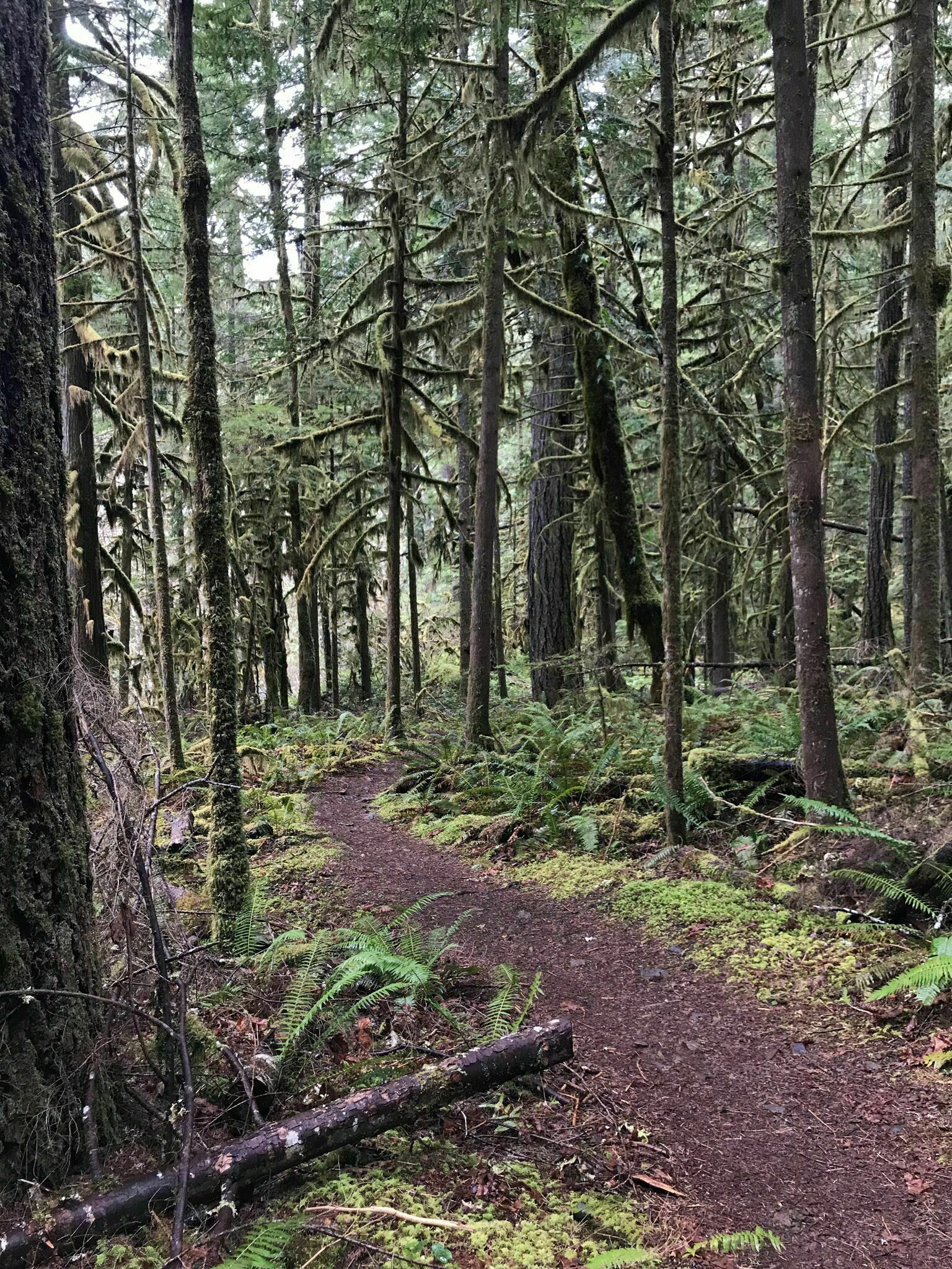 Umpqua National Forest10