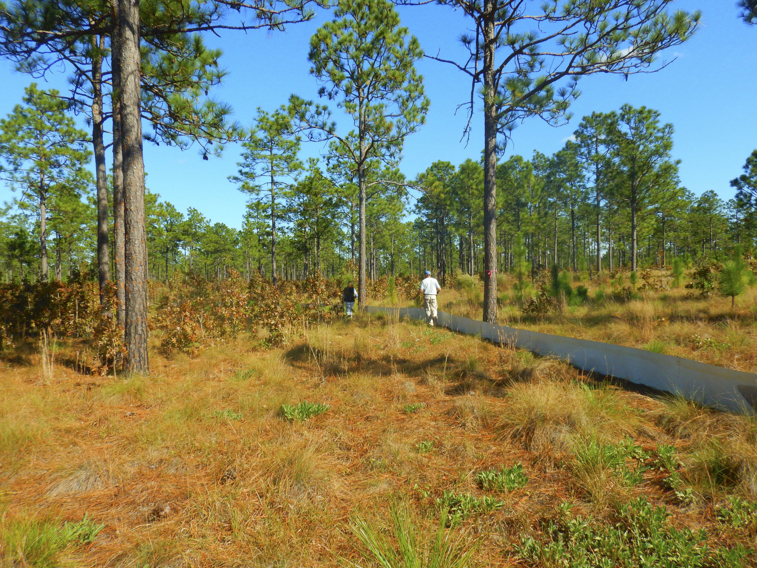Aiken Gopher Tortoise Hertiage Preserve-Wildlife Management Area3