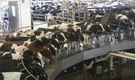 fair oak farms cows