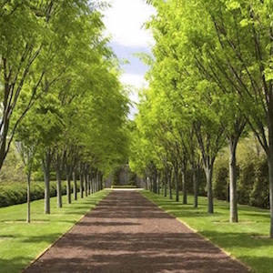 Milliken Arboretum 2