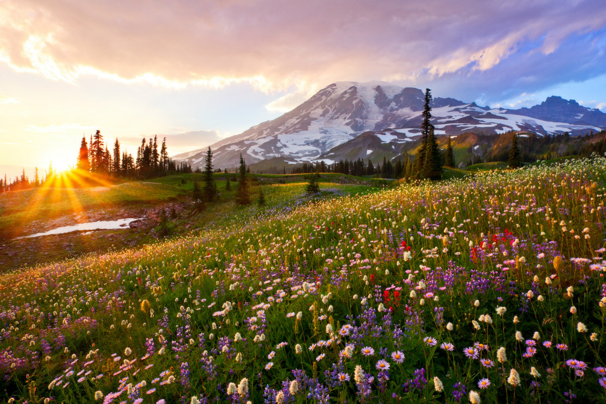 Mount Rainier National Park 1