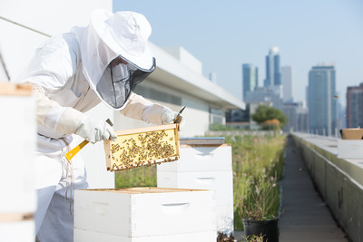 rooft top bees 2.jpg
