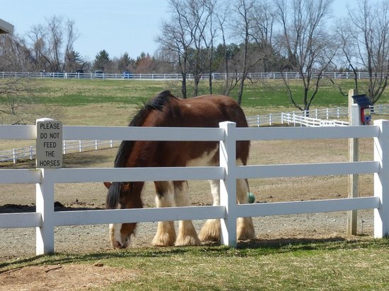 Carousel Park Equestrian Center 5