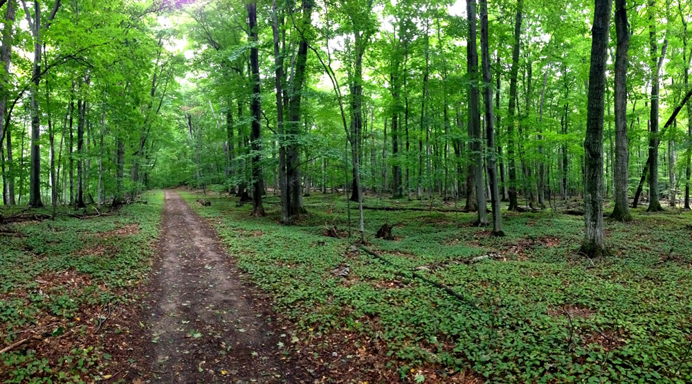 Reffitt Nature Preserve 2