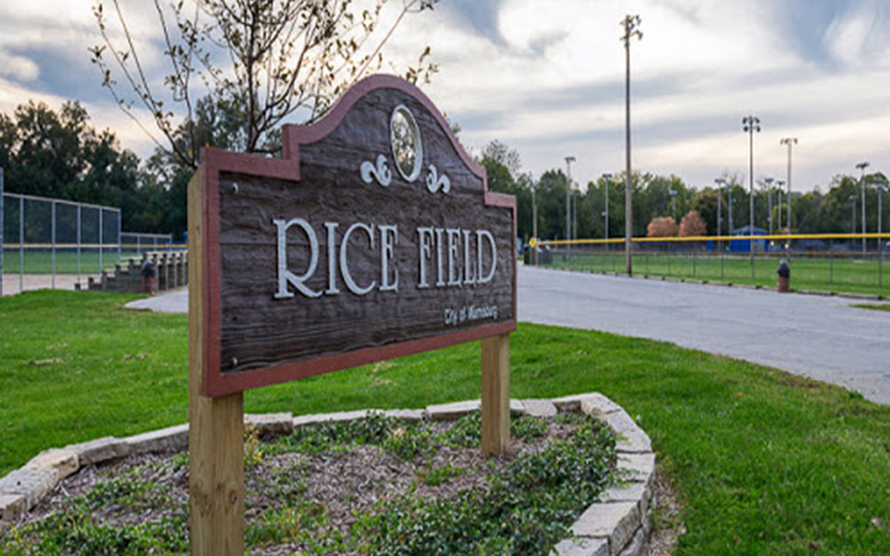 Rice Field2