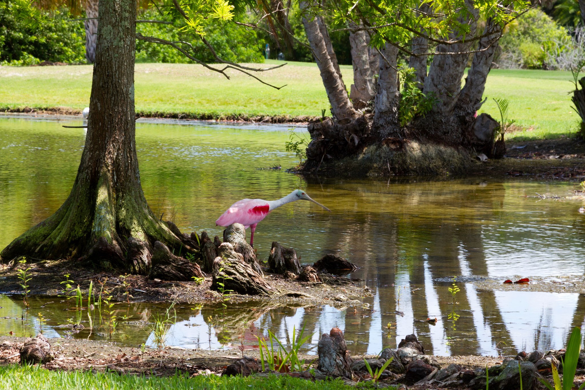 Manatee County Golf Course4