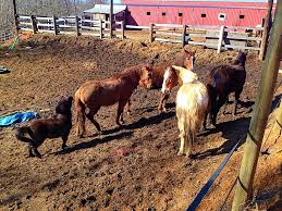 Oak Hill Farm & Stables