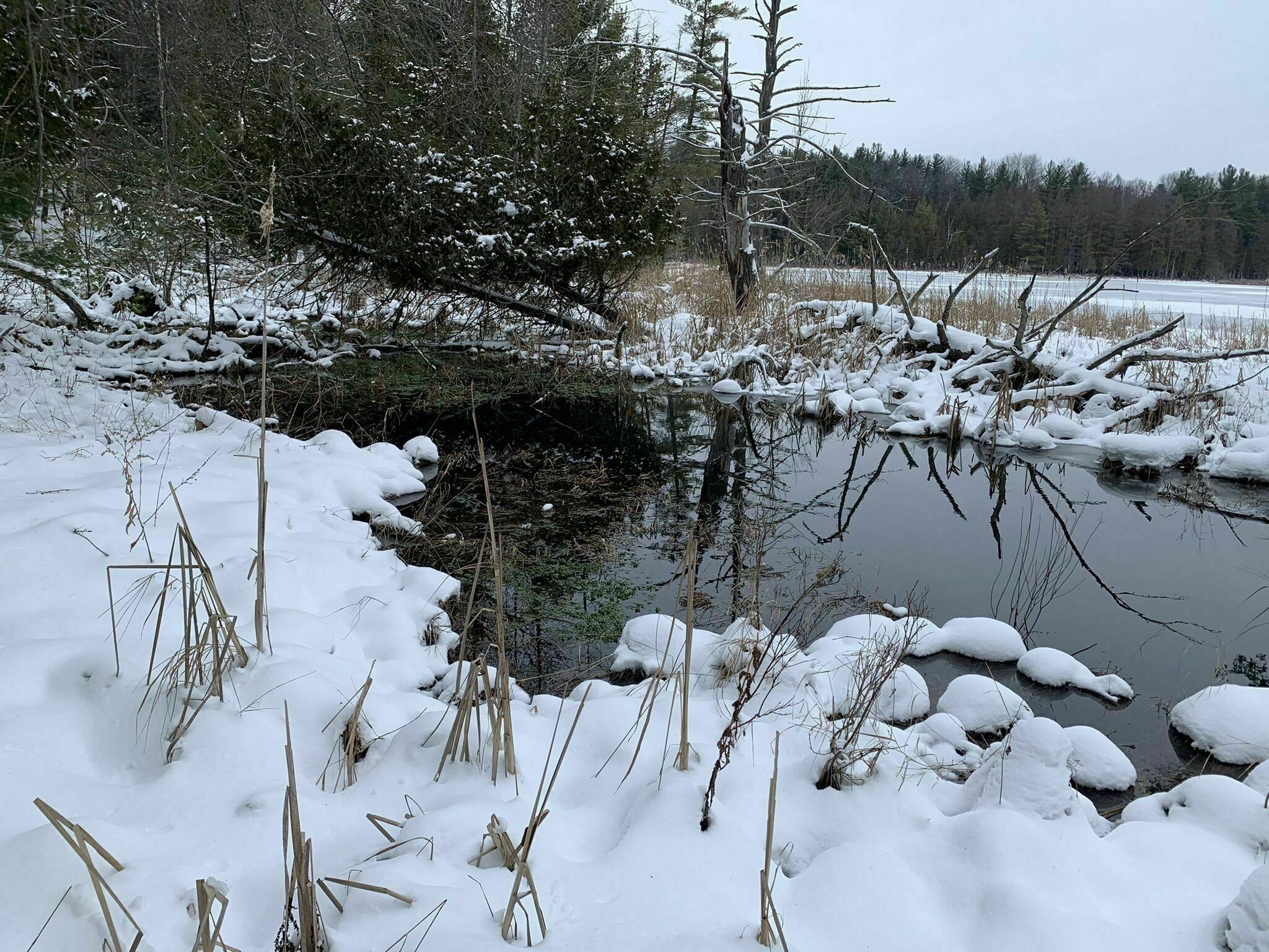Lower Woodcock Lake Nature Preserve