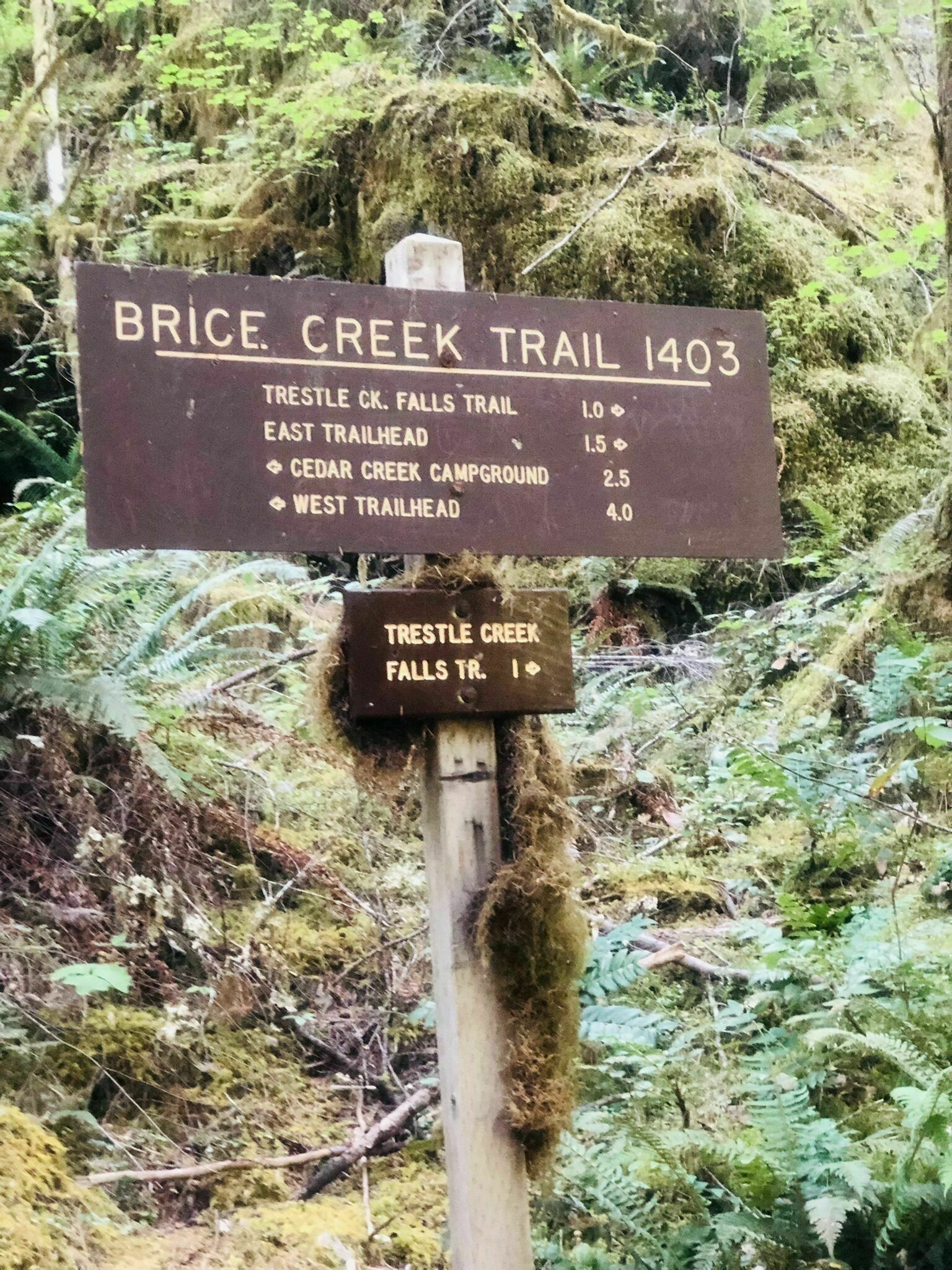 Umpqua National Forest4