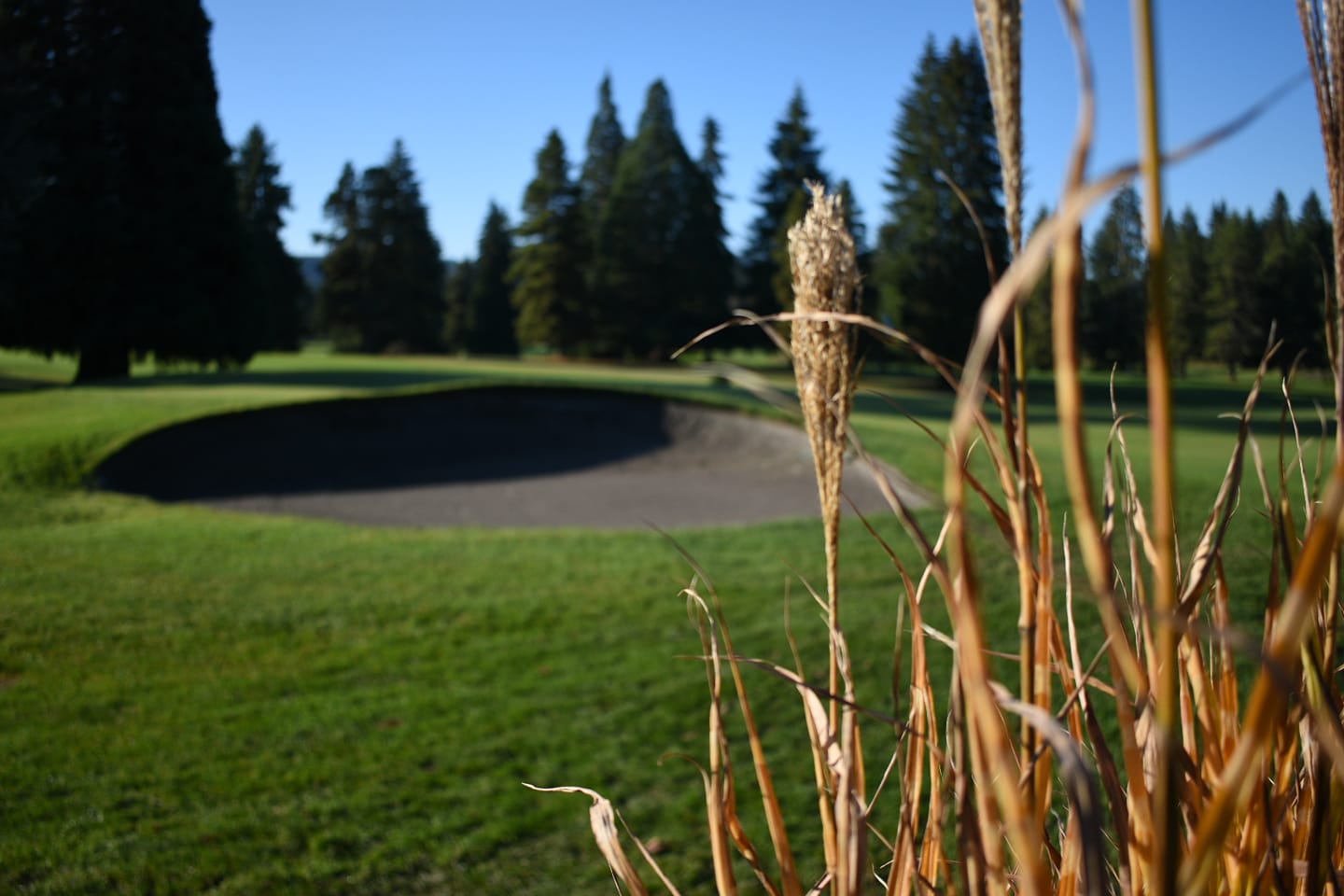 Forest Hills Golf Course4