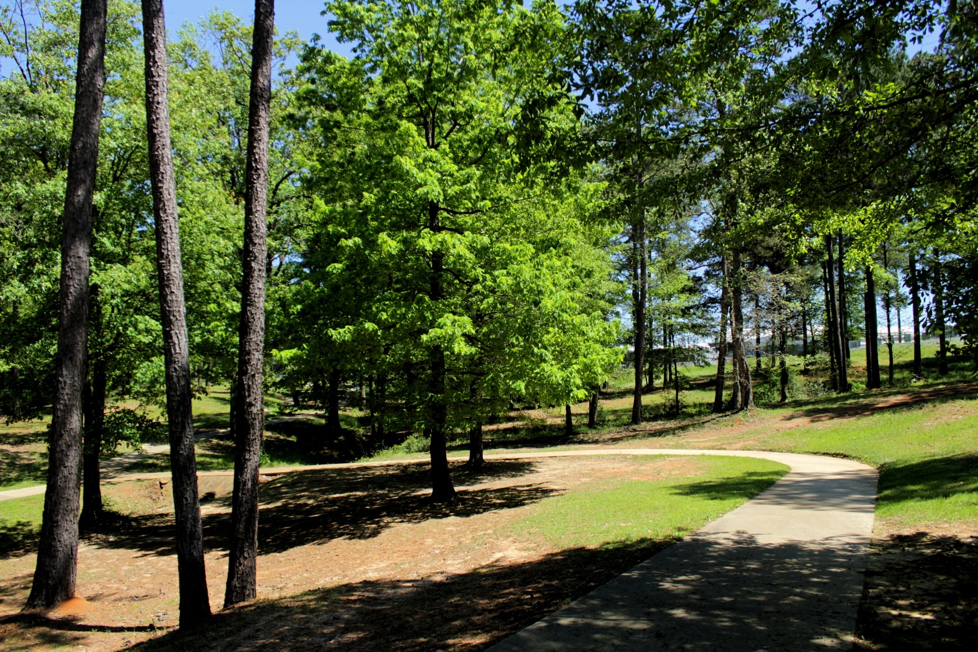 forest parkk.jpg
