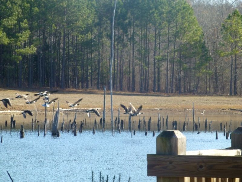 pond