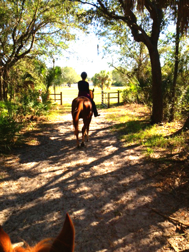 florida_horse_riding_Pinellas_Park_2