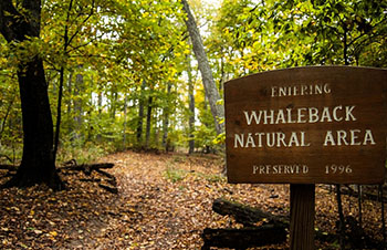 Whaleback Natural Area 4