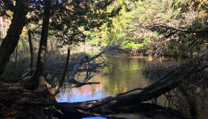Lower Woodcock Lake Nature Preserve5