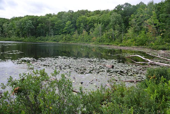 Lake Ann Pathway2