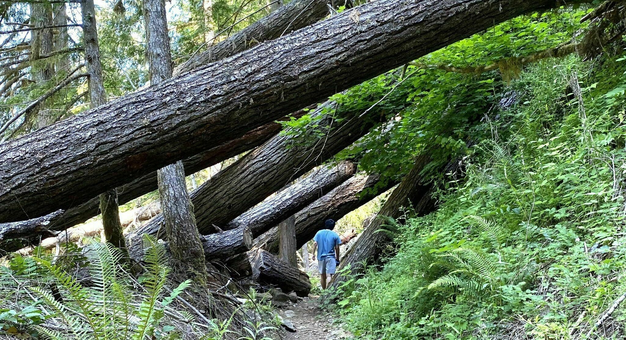 Umpqua National Forest5