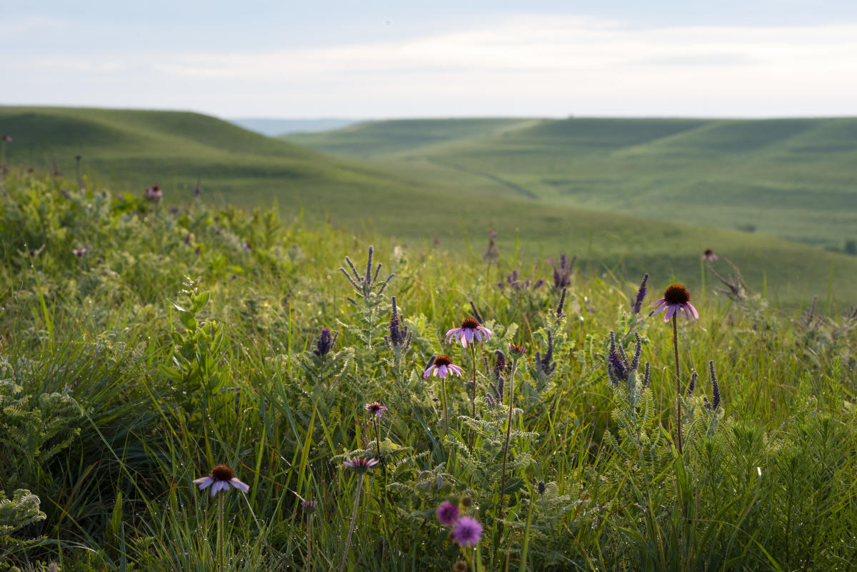 Konza Prairie Trails 2
