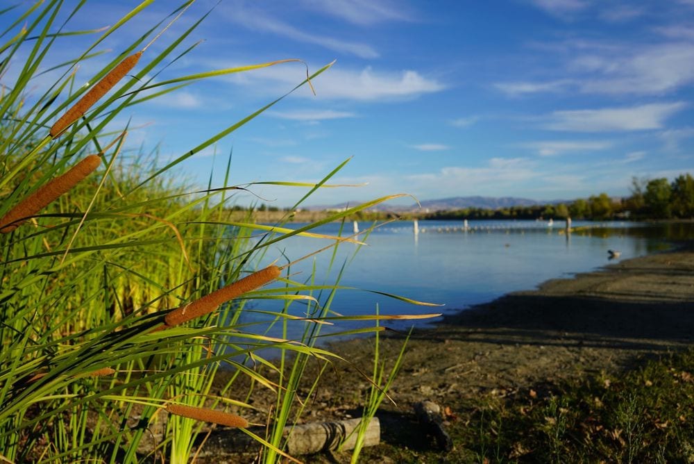 Shadow Cliffs Regional Recreation Area8
